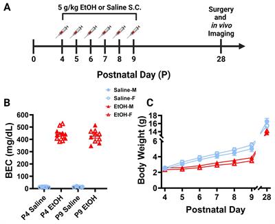 Developmental ethanol exposure has minimal impact on cerebellar microglial dynamics, morphology, and interactions with Purkinje cells during adolescence